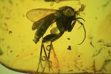 Detailed Fossil Fly (Diptera) In Baltic Amber #81728-1